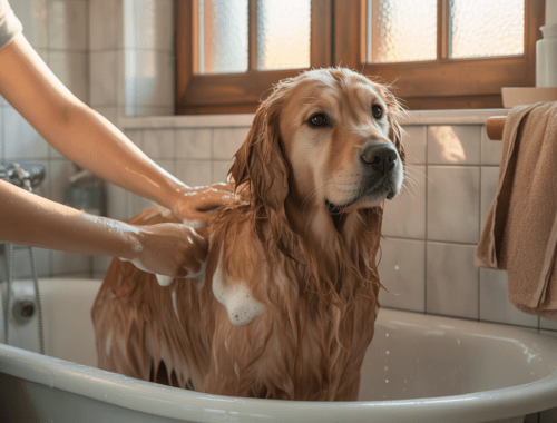 „Hund wird mit mildem Shampoo gebadet, artgerechte Pflege“