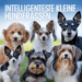 übersicht intelligente kleine hunderassen mit steckbriefen