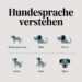 Infografik zur Hundesprache mit fünf Körpersprache-Signalen.