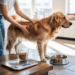 „Body Condition Score beim Hund prüfen: Rippen tasten und Taille beurteilen“